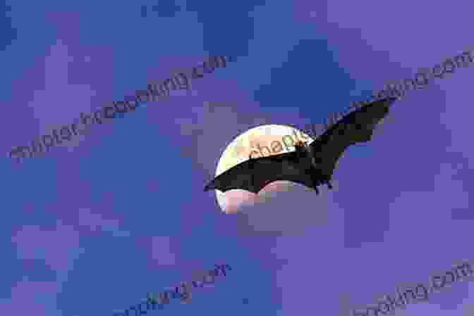 A Bat Flying In The Night Sky The Secret Lives Of Bats: My Adventures With The World S Most Misunderstood Mammals