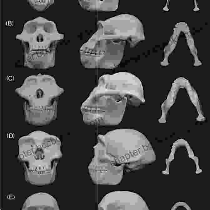 A Composite Image Showing The Skeletal Remains And Facial Reconstructions Of Various Early Hominins, Including Australopithecus Afarensis, Homo Habilis, And Homo Erectus, Illustrating Their Gradual Evolution Towards Modern Humans. A Pocket History Of Human Evolution: How We Became Sapiens