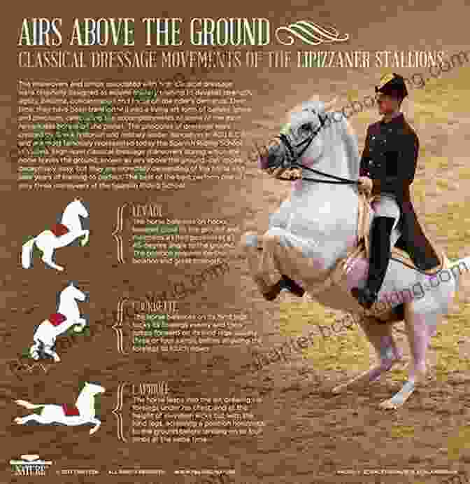 A Dressage Horse Performing An Elegant Movement The Athletic Development Of The Dressage Horse: Manege Patterns
