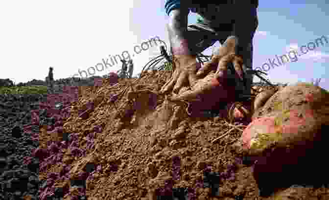 A Farmer Holding A Basket Of Sweet Potatoes In A Field. Elegy Of Sweet Potatoes: Stories Of Taiwan S White Terror