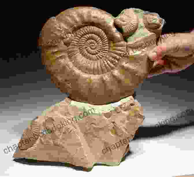 A Fossilized Ammonite From The Western Interior Sea Oceans Of Kansas: A Natural History Of The Western Interior Sea (Life Of The Past)