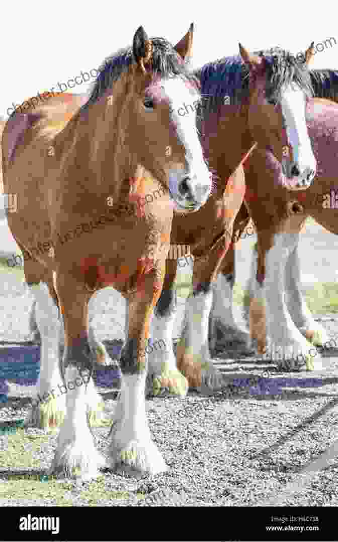 A Group Of Clydesdale Horses Standing In A Field The Compton Cowboys: Young Readers Edition: And The Fight To Save Their Horse Ranch