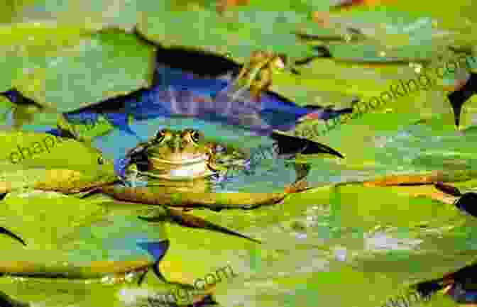 A Group Of Green Frogs Sitting On A Lily Pad The Green Frogs: A Korean Folktale