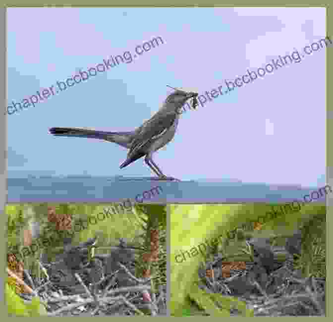 A Mockingbird Mincing Its Food Guide To Troubled Birds Mockingbird The Mincing