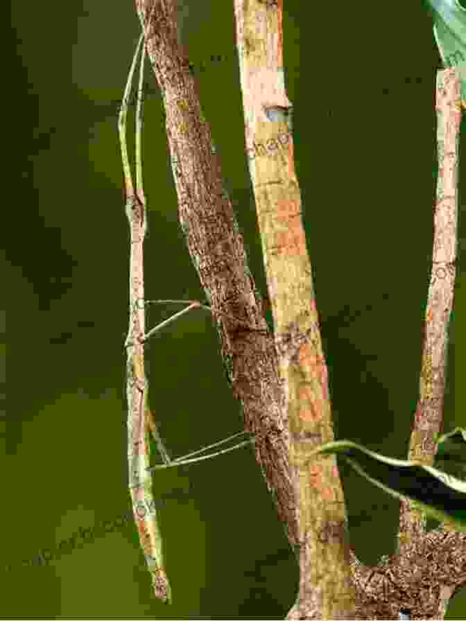 A Stick Insect Resting On A Tree Branch, Perfectly Camouflaged As A Twig The Turtle Squadron: The Legacy Of Highly Unusual Animals