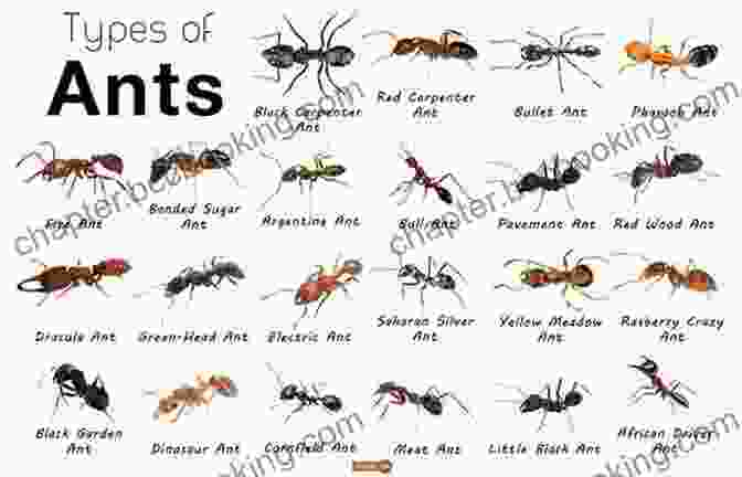 A Variety Of Ant Species, Each With Unique Adaptations Ant: Fun Facts On Insects For Kids #13