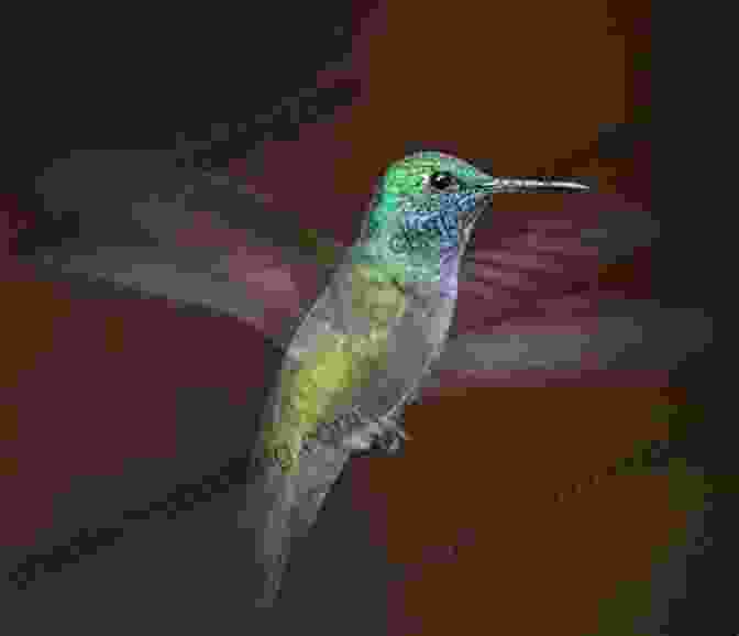 A Vibrant Hummingbird In Flight, Its Wings Shimmering In The Sunlight. The Little Hummingbird Michael Nicoll Yahgulanaas
