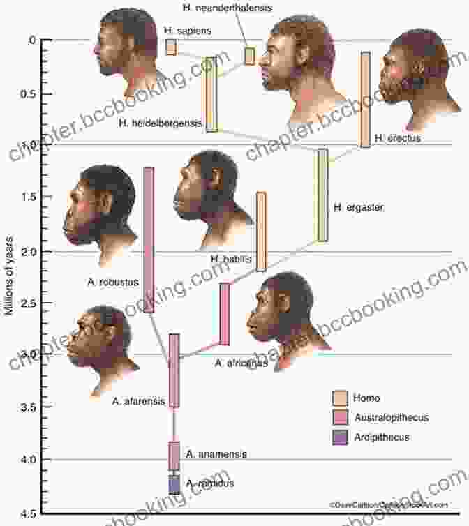 An Illustration Of The Evolutionary Journey Of The Human Species, From Early Hominids To Modern Homo Sapiens, With Key Milestones And Anatomical Changes Highlighted. A Pocket History Of Human Evolution: How We Became Sapiens