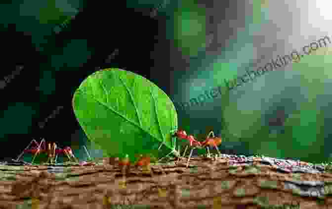 Ants Carrying Leaves To Build Their Nest Ant: Fun Facts On Insects For Kids #13