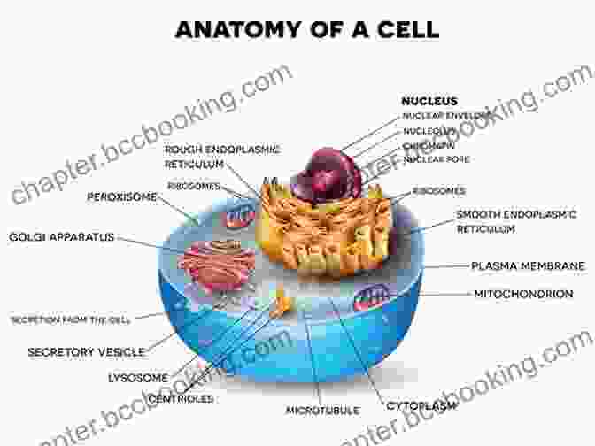 Biology Flash Card With A Diagram Of Cell Structure GED Test Prep Biology Review Exambusters Flash Cards Workbook 2 Of 13: GED Exam Study Guide (Exambusters GED)