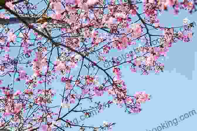 Cherry Blossoms In Full Bloom Beneath A Clear Blue Sky Bamboo Secrets: One Woman S Quest Through The Shadows Of Japan