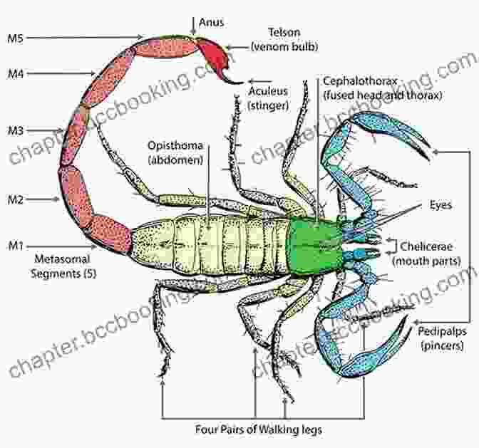 Detailed Diagram Illustrating The Anatomy Of A Scorpion, Showcasing Its Body Segments, Appendages, And Stinger Scorpion: Fun Facts On Insects For Kids #11