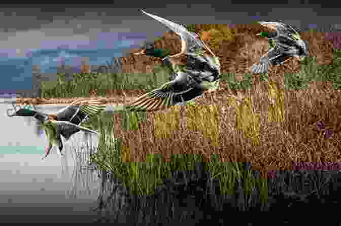 Duck Hunter In A Marsh, Aiming At A Flying Duck Mike S Complete Hunting Guide For Beginners: How To Hunt Big Game Small Furbearers Wild Fowl: Hunting Gear Hunting Techniques Archery Firearms Harvesting And Enjoying Game Meat