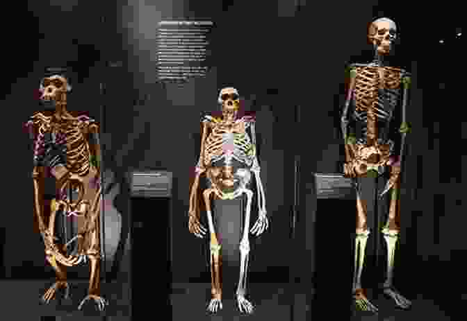 Human Skeleton Exhibit Reveals The Evolution Of Our Species Crossroads Of Culture: Anthropology Collections At The Denver Museum Of Nature Science