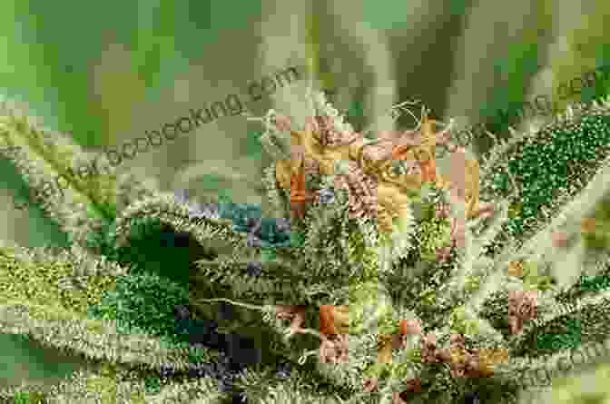 Lush Cannabis Plant Glistening With Trichomes The Cannabis Business Book: How To Succeed In Weed According To 50 Industry Insiders