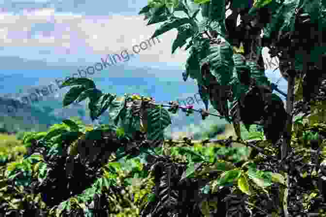Lush Coffee Plantations In The Heart Of The Coffee Triangle Colombia Travel Guide: The Top 10 Highlights In Colombia (Globetrotter Guide Books)