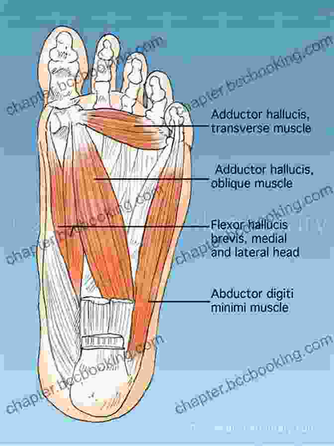 Muscles Used In A Foot Strike The Anatomy Of Martial Arts: An Illustrated Guide To The Muscles Used For Each Strike Kick And Throw