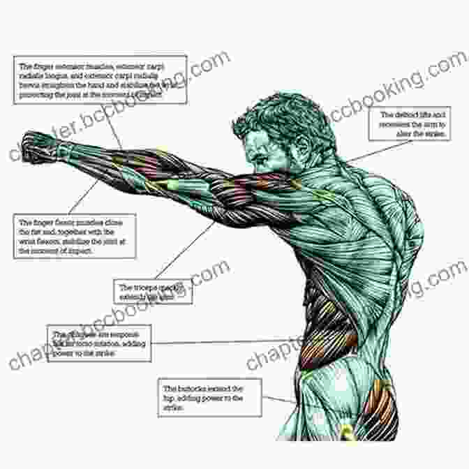 Muscles Used In A Punch The Anatomy Of Martial Arts: An Illustrated Guide To The Muscles Used For Each Strike Kick And Throw