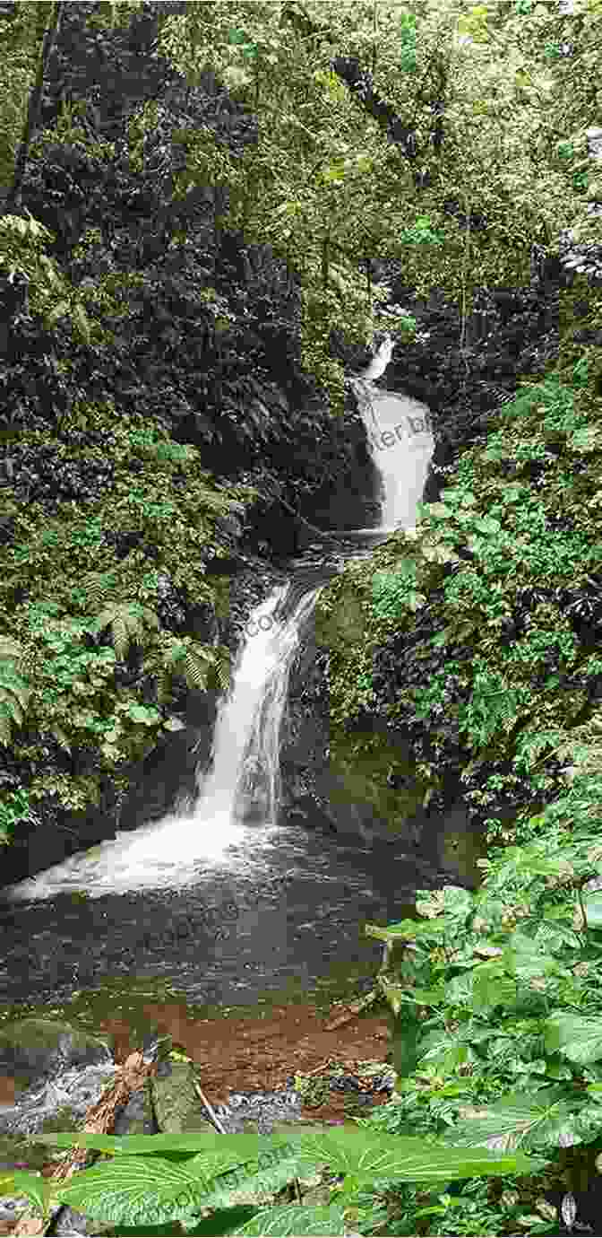 Waterfall In Monteverde Cloud Forest Monteverde Cloud Forest: Costa Rica Guide